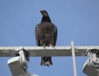 Black vulture beak open edited.jpg