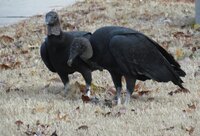 Black vulture nictitating membrane edited.jpg