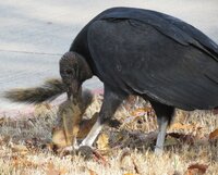 Black vulture lifting kill best pic edited.jpg