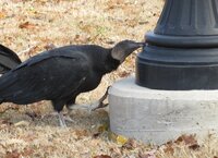 Black vulture rubbing lamp with foot up edited.jpg
