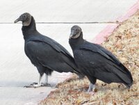 black vultures on road best edited.jpg