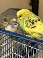 Sunny Budgie.jpg