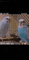 Blue Budgies.jpg