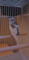 Snowy Budgie.jpg