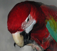 greyclouds macaw head.jpg