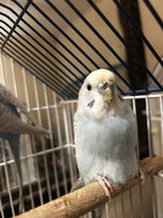 Budgie 2.jpg Budgie 2.jpg