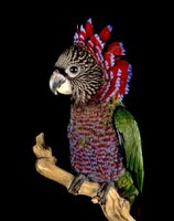 hawkheaded-parrot-one-bonnie-jay.jpg