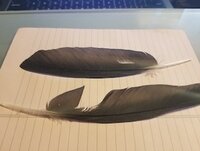 Feathers.jpg