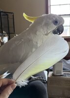 IMG_6334.jpeg