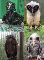 Wet Owls.jpg