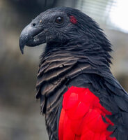 The Dracula Parrot.jpg