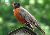 Robin @ 1200mm.jpg