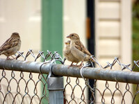 Couple of birds 1.jpg