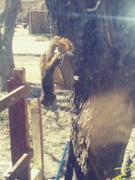SQUIRREL UPSIDE DOWN ON FEEDER LOL.jpg
