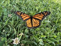 IMG_1102.jpeg