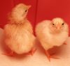 Delaware Bantam Chicks.jpg