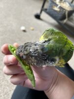 IMG_6550.jpeg
