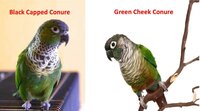 Black-Capped-Conure-vs-Green-Cheek-Conure.jpg