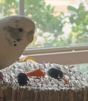 IMG_20240123_121841781.jpg