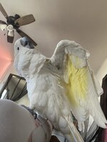 IMG_2209.jpeg