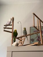 Lady, Gunther, Xena, Oscar .jpg