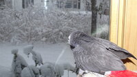 Amazed by first snow 1-7-24.JPG