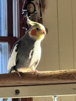 IMG_9781.jpeg