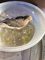 IMG_9627.jpeg