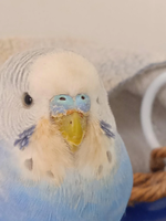 does-my-budgie-have-mites-he-has-been-acting-more-lethargic-v0-kpbhj3mvtanc1.png