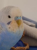 does-my-budgie-have-mites-he-has-been-acting-more-lethargic-v0-t2ms8cawtanc1.png