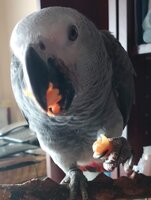 Parrot C4 eating pasta.jpg