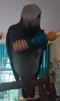 Parrot C4 playing with foot toy.jpg