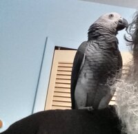 Parrot C4 Chip on my shoulder.jpg