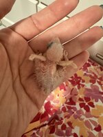 IMG_0384.jpeg