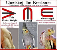 keel.jpg
