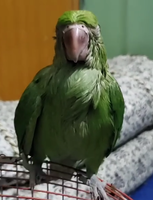 Capture.PNG