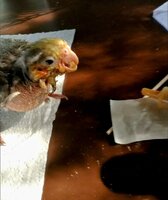 VID_20170530_162048127_fx7~2.jpg