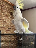 IMG_0581.jpeg