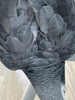 IMG_3069.jpeg