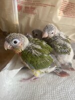 IMG_7367.jpeg