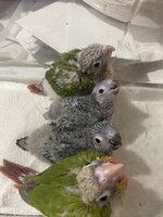 IMG_7519.jpeg