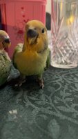 IMG_3565.jpeg IMG_3565.jpeg