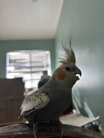 IMG_7734.jpeg IMG_7734.jpeg