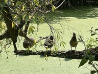 IMG_2373.jpeg