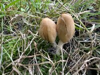 IMG_2386.jpeg