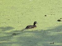 IMG_2370.jpeg