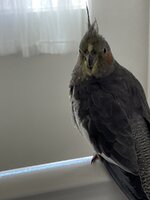 IMG_0944.jpeg