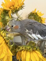 IMG_0915.jpeg