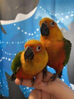 IMG_1995.jpeg