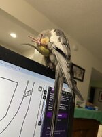 IMG_3982.jpeg